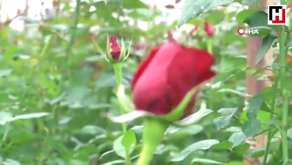 Artık isyan ettiler! Günde 200 liraya çalışacak işçi bulamıyorlar