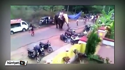 Hindistan'da kontrolden çıkan filin öfkesi