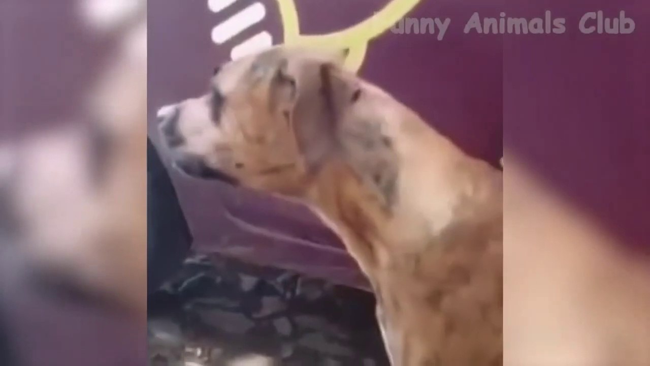 Funny animal videos - Part #014
