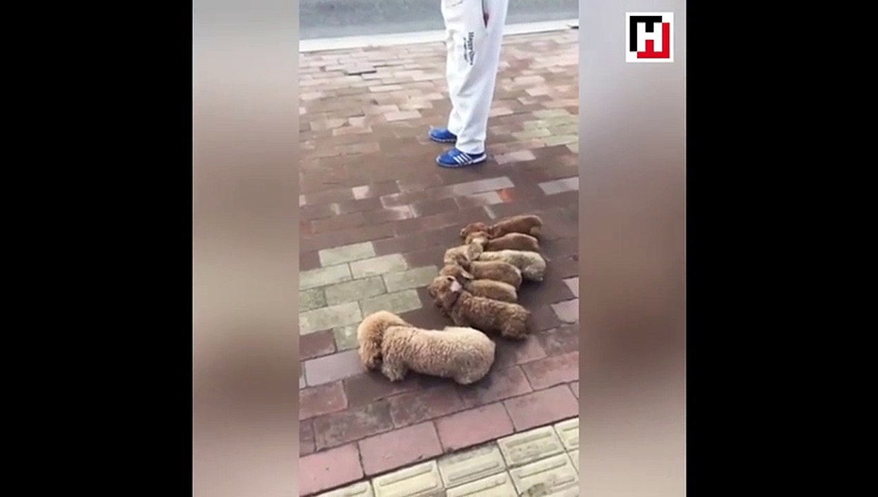 Sevimli köpeklere öyle bir şey yaptırdı ki...