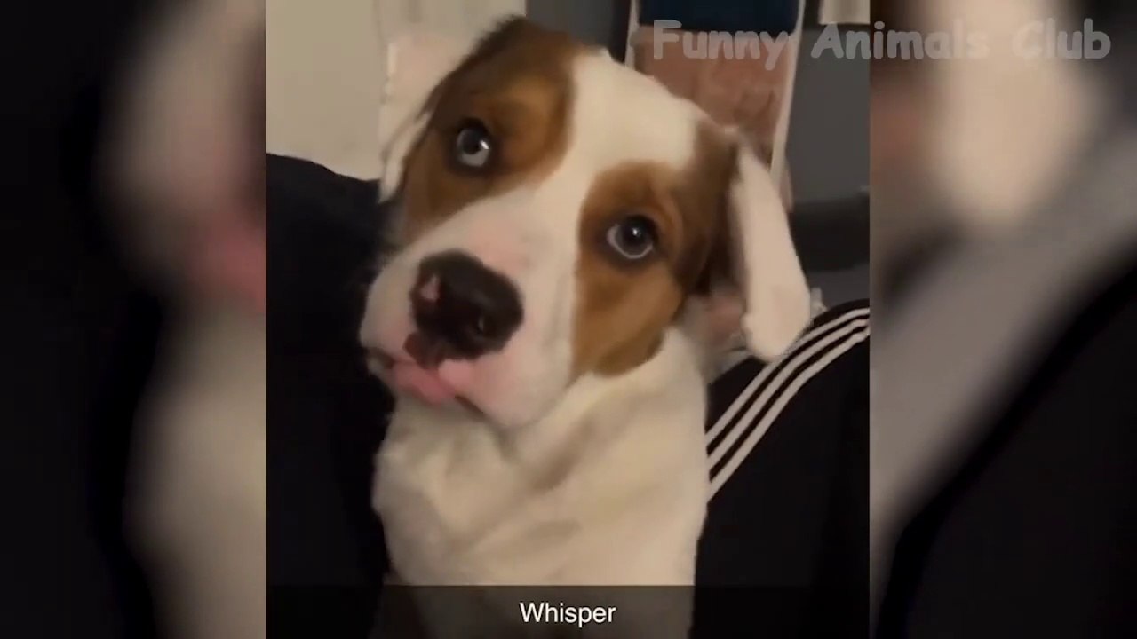 Funny animal videos - Part #016