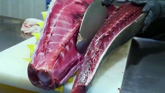 World_s Sharpest Tuna Knife_Superb yellowfin Tuna cutting skill_ Luxurious sashimi _ 最鋒利的刀_黃鰭鮪魚切割技能
