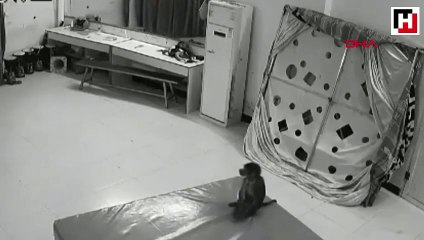 Çin'de maymun, bakıcısının telefonundan sipariş verdi