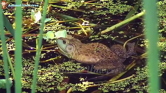 Around the zoo looking for cows, cats, horses, ga, monkeys, pigs, elephants, goats