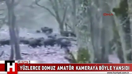 DOMUZ SÜRÜSÜ TARLALARI TALAN ETTİ ÇİFTÇİ O ANLARI BÖYLE GÖRÜNTÜLEDİ