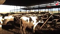 Klasik müzikle ineklerinin süt üretimini artırdı