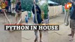 WATCH - Giant Python Rescued From House In Malkangiri, Odisha