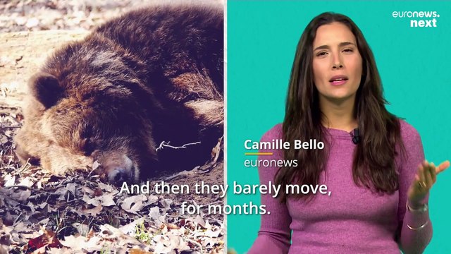 Fat, inactive yet healthy: Could hibernating bears hold clues to treating diabetes in humans?