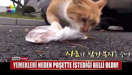 Sadece poşetteki yiyecekleri kabul eden kedinin sırrı!