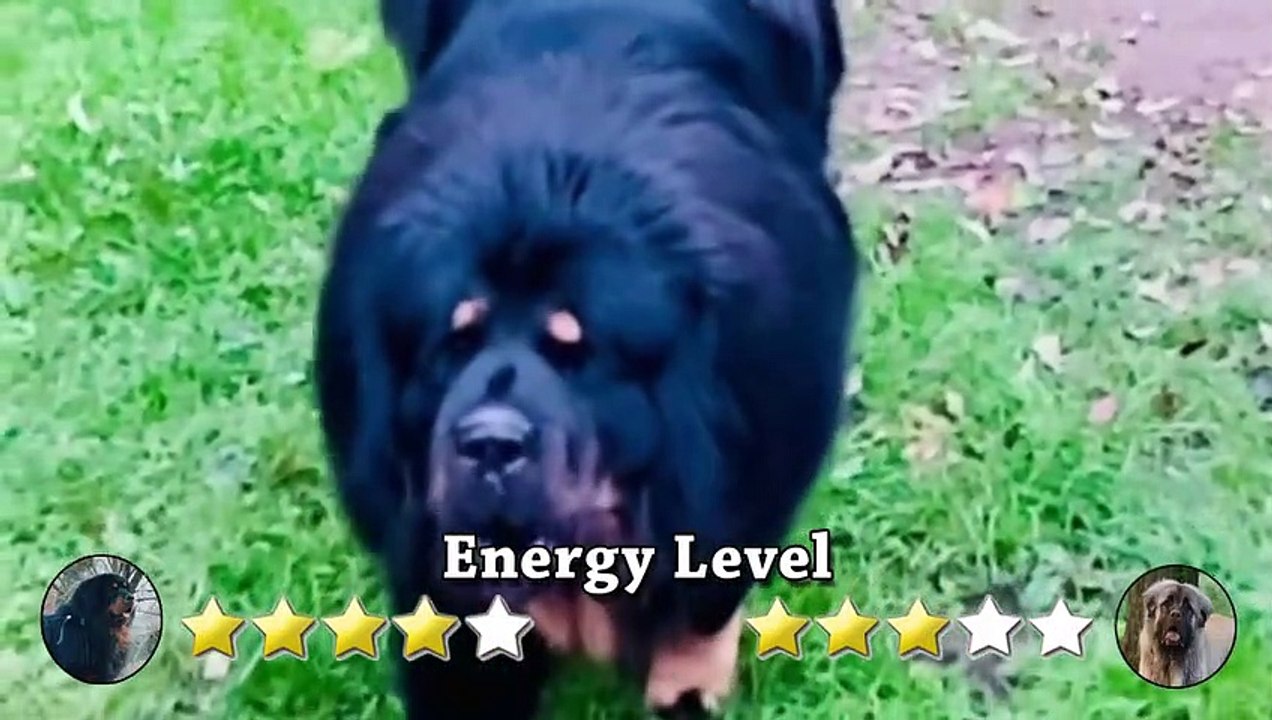 WOLF KILLERS - TIBETAN MASTIFF VS CAUCASIAN SHEPHERD