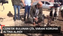 Cizre'de bulunan Çöl varanı koruma altına alındı