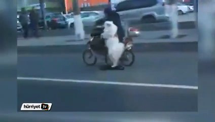 Otoyolda Yürüyüşe Çıkan Köpek