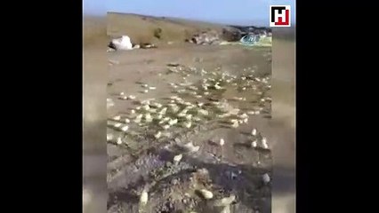 Gürcistan’da çöpe atılan yumurtalardan binlerce civciv çıktı