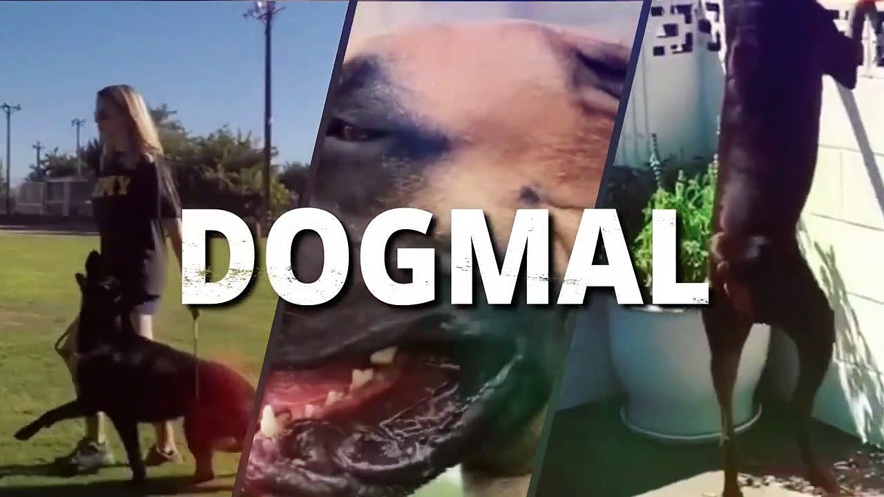 Is Belgian Malinois Good with Childs !! Really ? Happy Malinois dog playing with little one