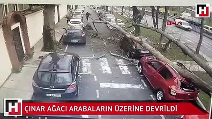 Çınar ağacı 4 aracın üzerine devrildi