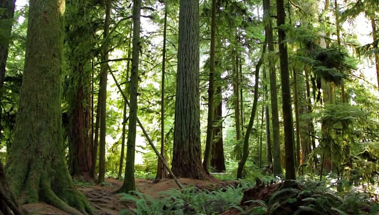 Music Therapy - 10 Minutes Binaural Meditation Music- Powerful Binaural Beats Tibet Bowls