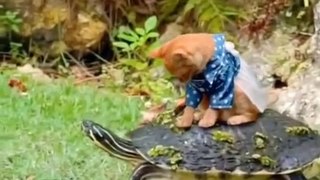 Very funny cat pet nice video funny video