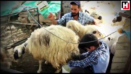 Koyun sağıp, çobanlık yapan Habib’in TEOG başarısı