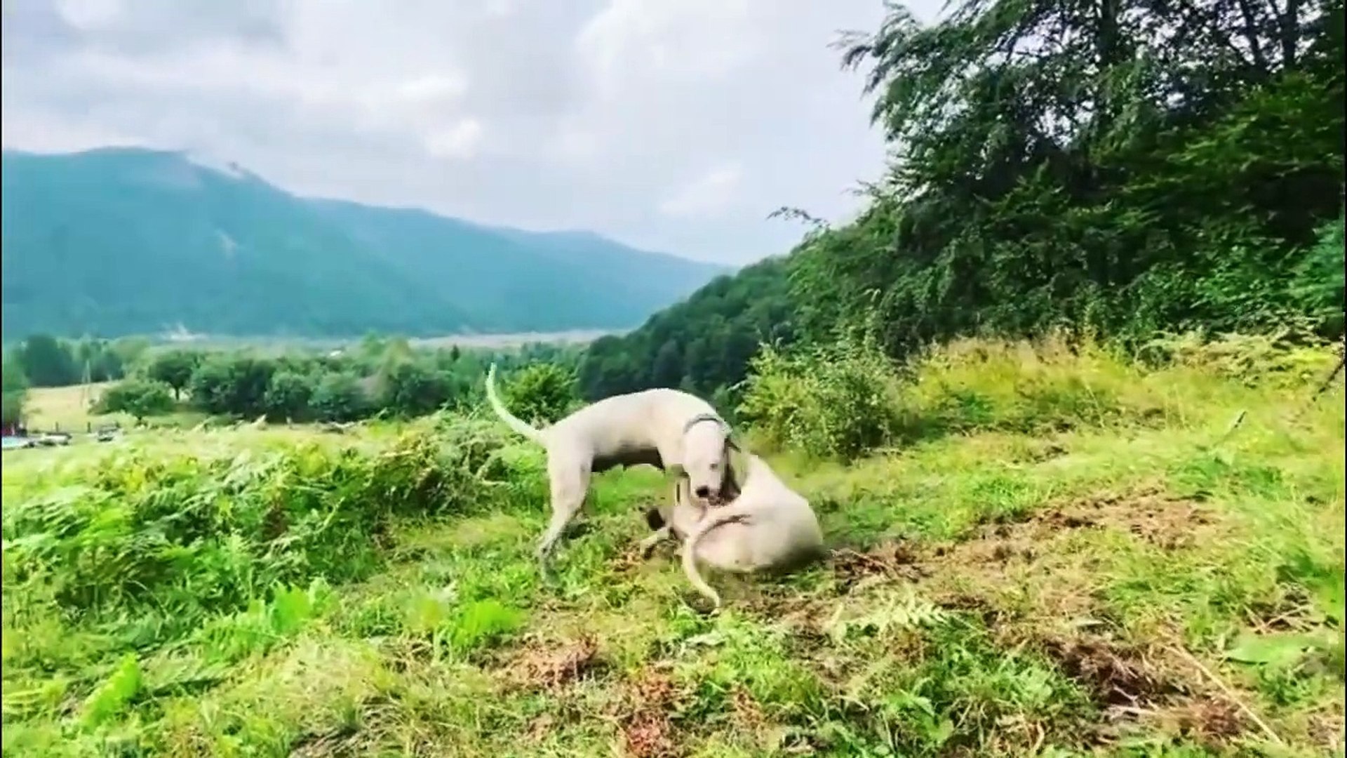 THE DOGO ARGENTINO CRUSHER' MASTIFF DOG - video