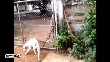 Bu köpek engel tanımıyor