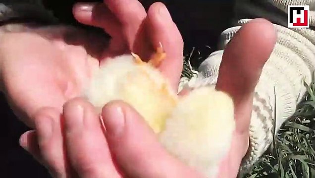 Sevginin her canlıya iyi geldiğinin en güzel kanıtı