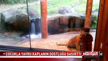 KÜÇÜK ÇOCUK İLE YAVRU KAPLANIN DOSTLUĞU ŞAŞITTI