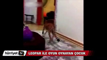 Evde leopar ile oynayan çocuk