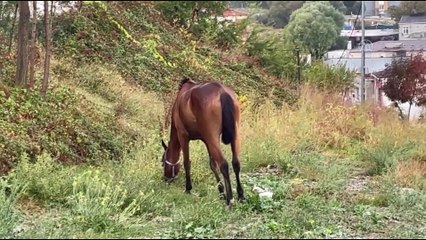 Avcılar'da vatandaşlar başıboş dolaşan atlarla ilgili çözüm bekliyor