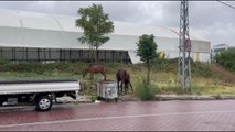 Avcılar'da vatandaşlar başıboş dolaşan atlarla ilgili çözüm bekliyor
