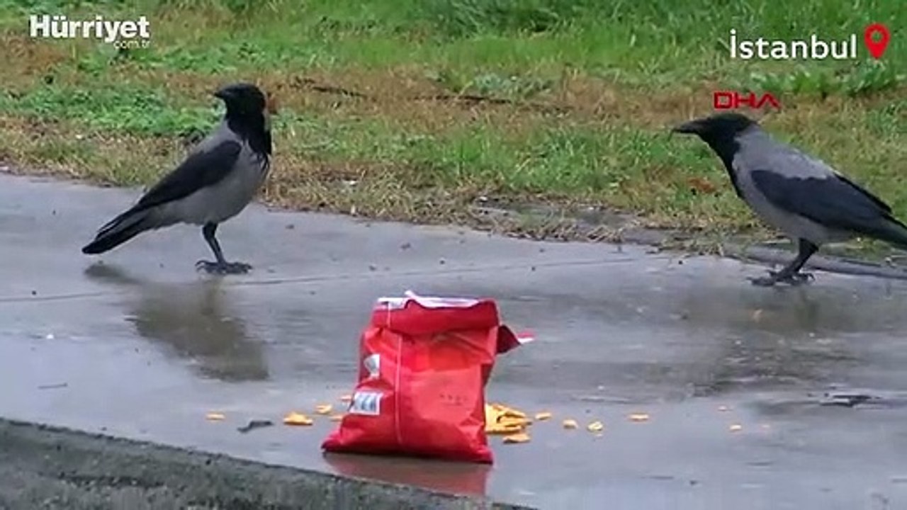 Kargaların görülmeye değer cips ziyafeti
