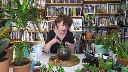 Kaktüs yavrusu nasıl ayrılır?