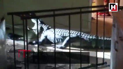 Mutfağa gittiğinde bu timsahla karşılaştı