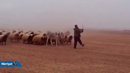 Dünyanın en itaatkar ordusu