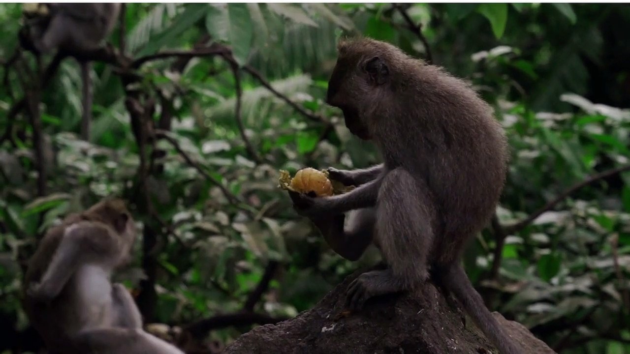 les singes chantent et dansent