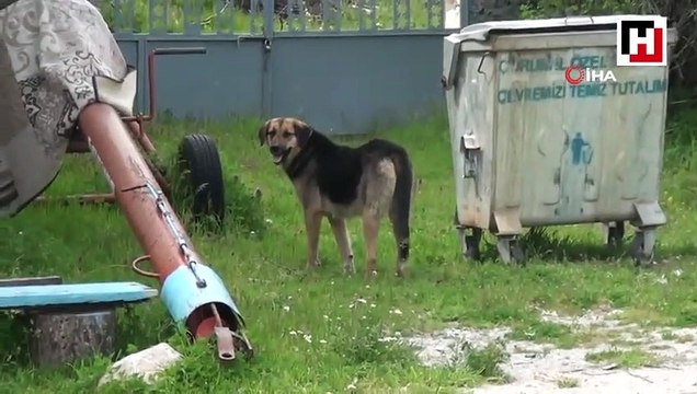 Köpeklerin saldırdığı yaşlı kadını ölümden komşuları kurtardı