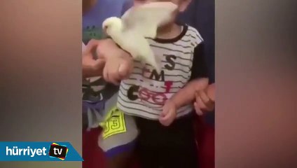 Kuşu sevmek isterken yiyen çocuk
