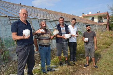 SERİK'TE DOLU, TARIM ALANLARINI VURDU