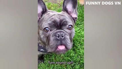 Funniest Animals Video - Funny Dogs And Cats - Try Not To Laugh Animals 2022