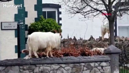 İngiltere'de boş kalan sokakları yabani keçiler bastı