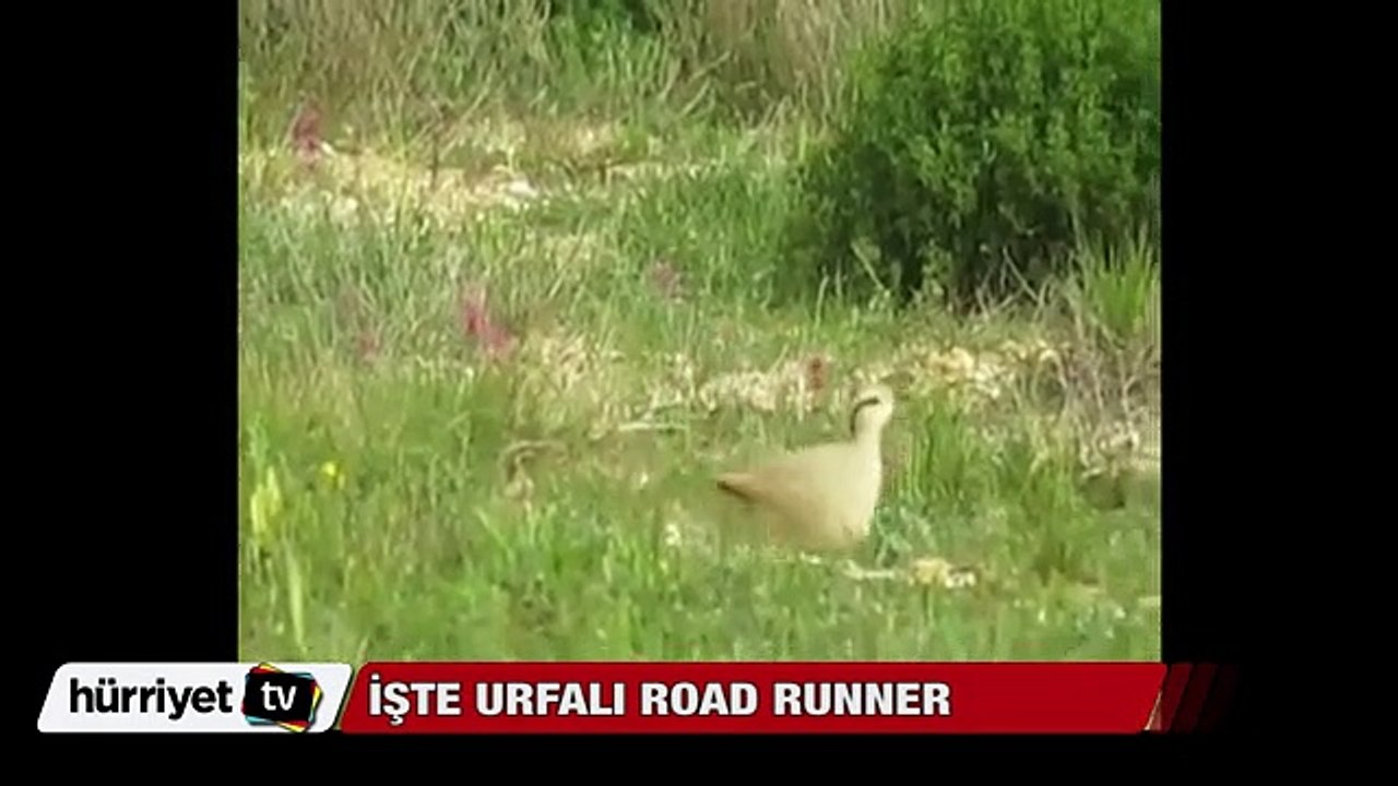 İşte Urfalı Road runner
