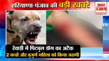 Pitbull Dog Attacked A Woman And 2 Children In Rewari|पिटबुल डॉग अटैक समेत हरियाणा की बड़ी खबरें