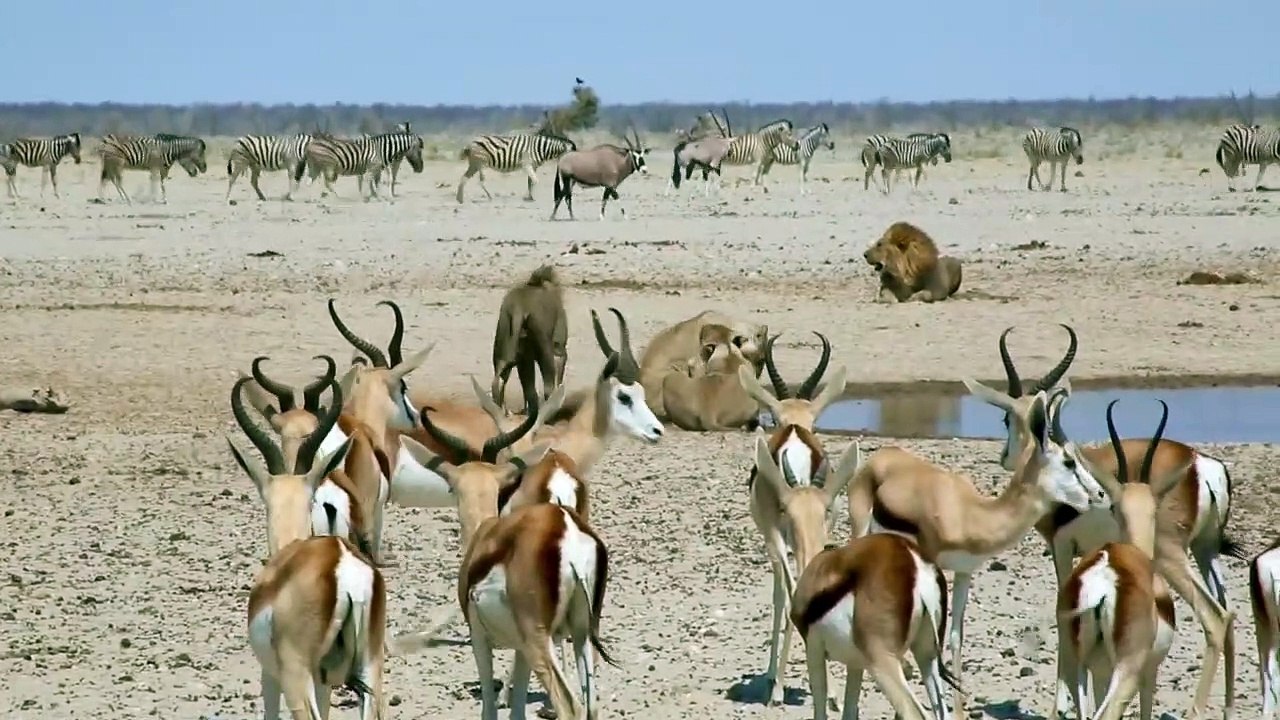 Waterhole Action at Etosha, Namibia