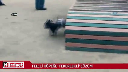 Felçli köpeğe ’tekerlekli’ çözüm