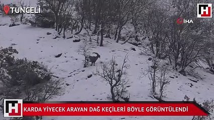 Karda yiyecek arayan dağ keçileri böyle görüntülendi