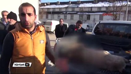 Dağ keçisinin derisini yüzerken yakalandılar