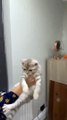 Cute cat funny and enjoying video