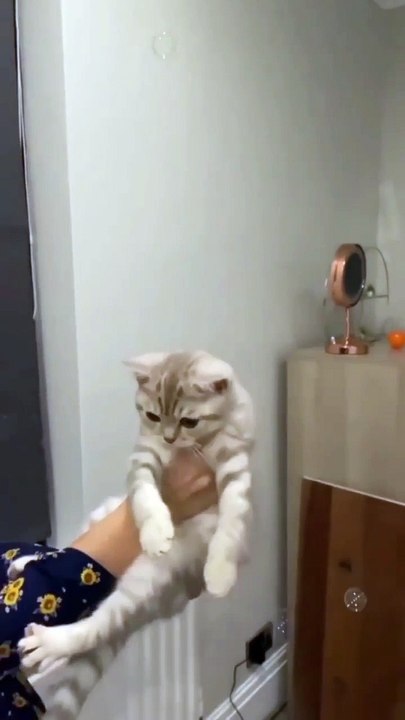Cute cat funny and enjoying video