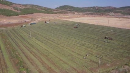 GAZİANTEP - Yer fıstığı hasadı başladı