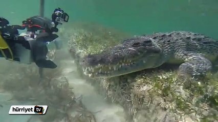 Dev timsahla burun buruna geldi