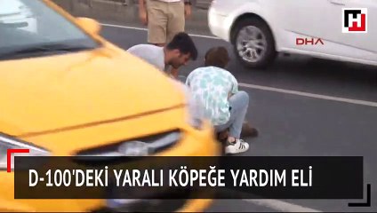 D-100'deki yaralı köpeğe yardım eli